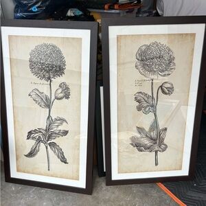 Botanical Flower Art Prints in Black Frames - SET OF TWO, LARGE